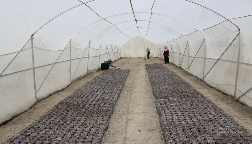 Yozgatta 6 çeşit yerli patates tohumu ekildi