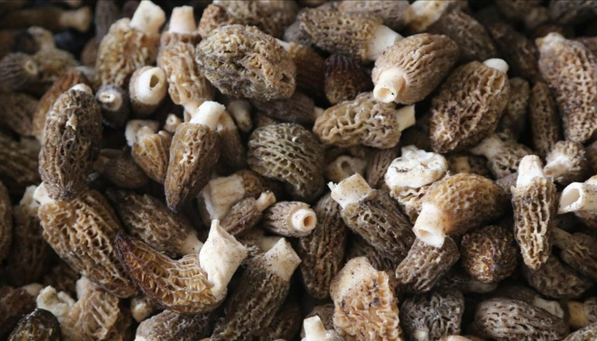 Kuzugöbeği nedir Faydaları saymakla bitmiyor