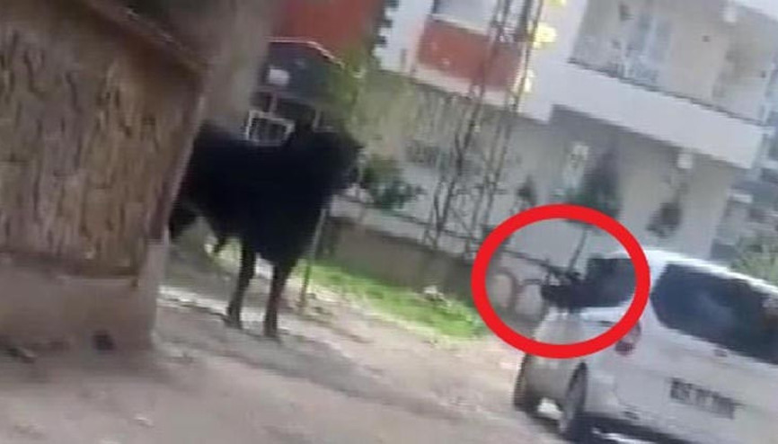 Kaçan boğayı tüfekle başından vurdu