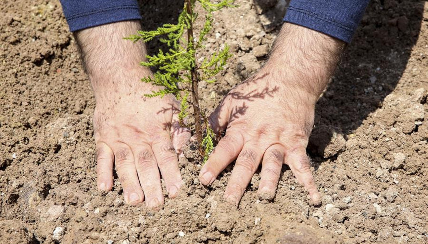 40. yılda 310 fidan