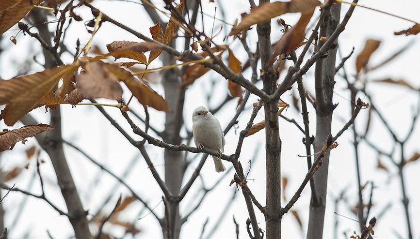 Dünya Günü nedir Dünya Günü o olay ardından ortaya çıktı