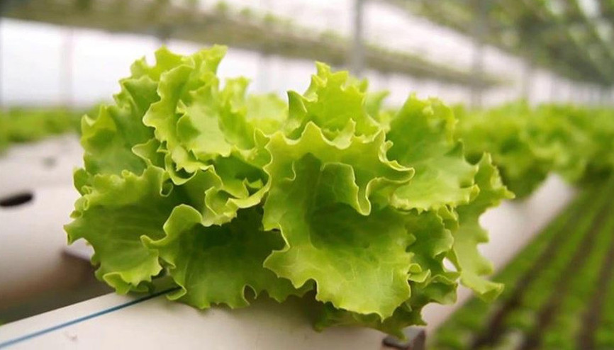 Sadece suyla marul yetiştiriyor