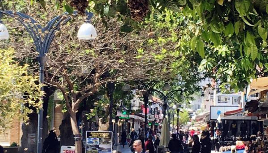 Ağaca oğul veren bal arıları tedirgin etti