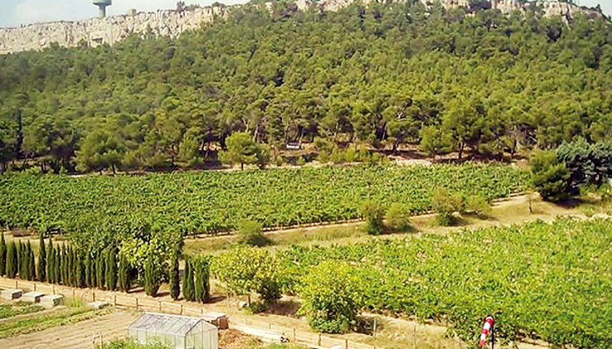 AOÇ’den  3 yıl kiralık tarım arazisi