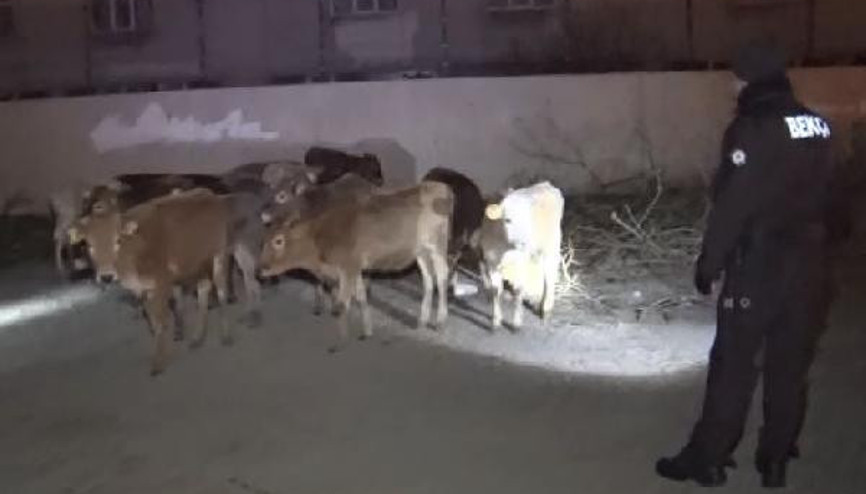 Çiftlikten kaçan hayvanlar, bekçiler tarafından bulundu