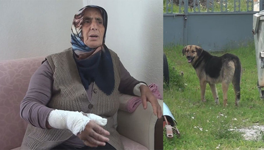Köpeklerin saldırdığı yaşlı kadını ölümden komşuları kurtardı Köpeklerin saldırdığı yaşlı kadını ölümden komşuları kurtardı