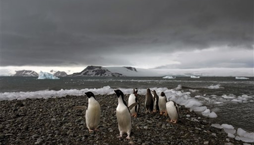 Antarktikada binlerce yavru penguenin öldüğü tespit edildi