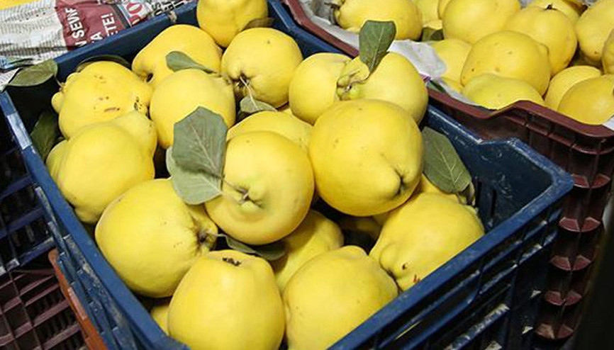 Ayva ihracatından 13 milyon 418 bin liralık gelir