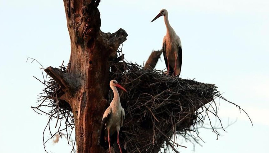 Samsun’daki ‘Leylek Köyü’nün sakinleri geldi