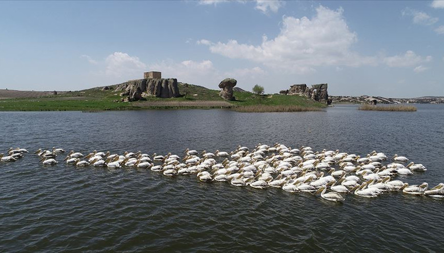 Frigyanın yeni konukları pelikanlar