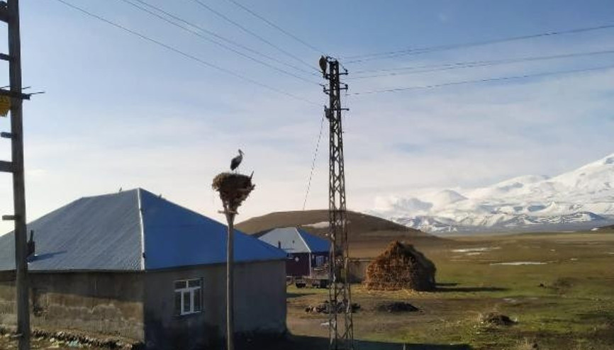 Yuvasına girerken elektrik tellerine takılan leylek, telef oldu