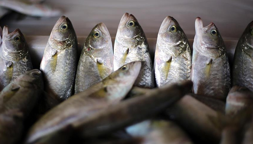Kıyı balıkçıları lüfer ve çinekopa hazırlanıyor