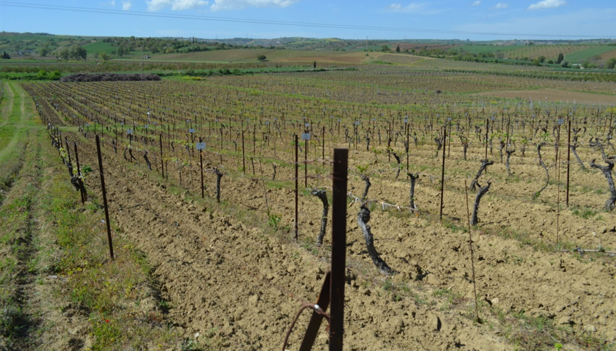 Dünya bağcılığın merkezi Tekirdağ