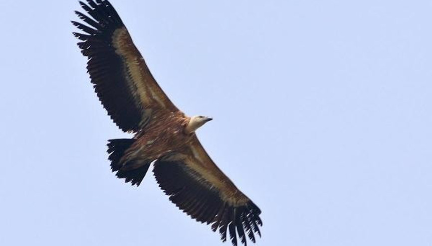 Hersek Lagününde kızıl akbaba görüldü