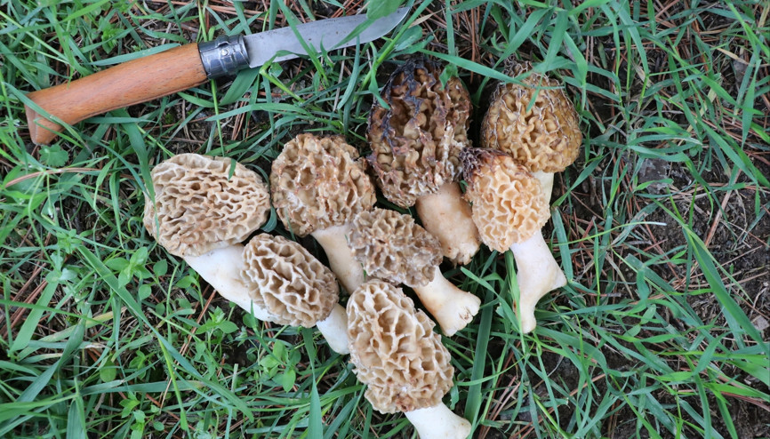 Uğruna 20 kilometre yol yürüyorlar... En ucuzunun kilosu 150 lira