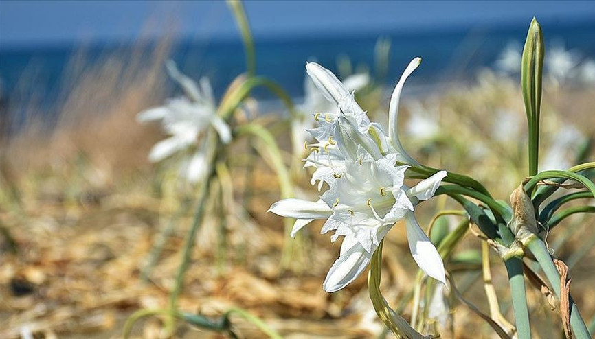 1 milyon hayvan ve bitki türü yok olma tehlikesi ile karşı karşıya