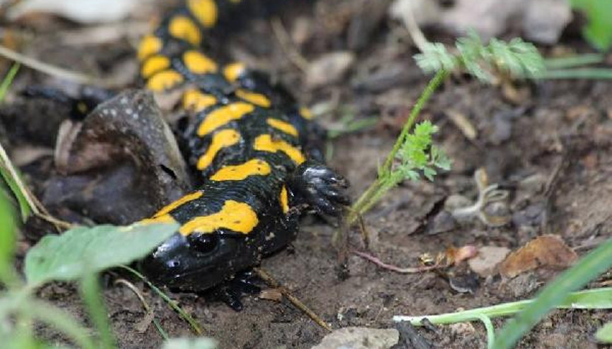 Nesli tükenmekte olan Semender Toros Dağları eteklerinde görüldü