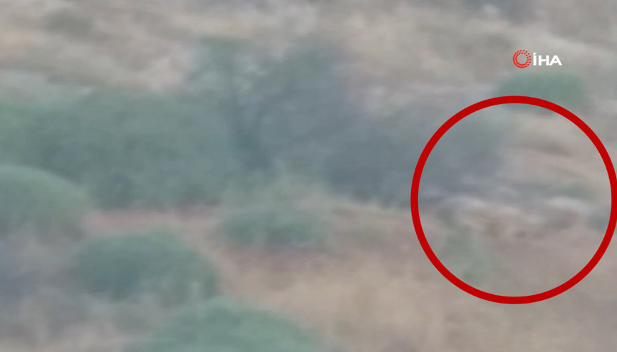 Hatay’da çizgili sırtlan familyası görüntülendi