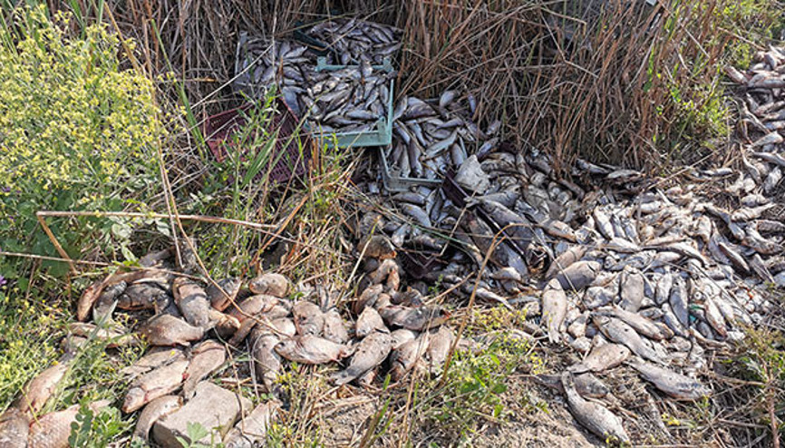 1 ton balığı bırakıp kaçtılar Görenler tepkili: Koku 500 metreye kadar yayılıyor