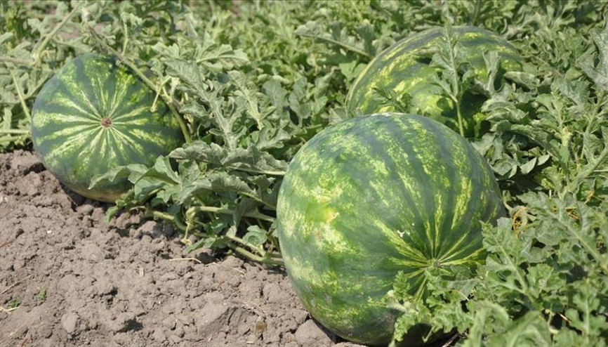 Adana karpuzunda hasat sevinci