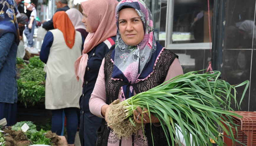 Bu pırasalar 150 yılık atalık tohumlardan üretiliyor