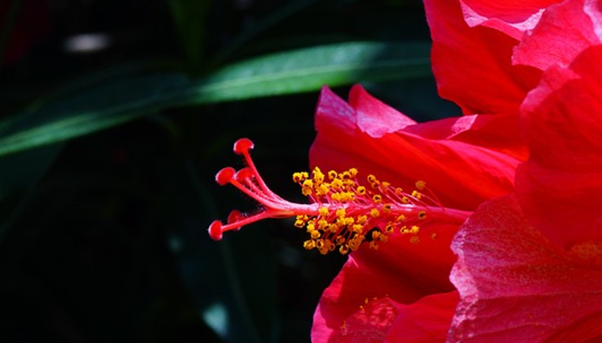 Hibiskus nedir, faydaları neler Hibiskus çayı nasıl demlenir Hibiskus nedir, faydaları neler Hibiskus çayı nasıl demlenir