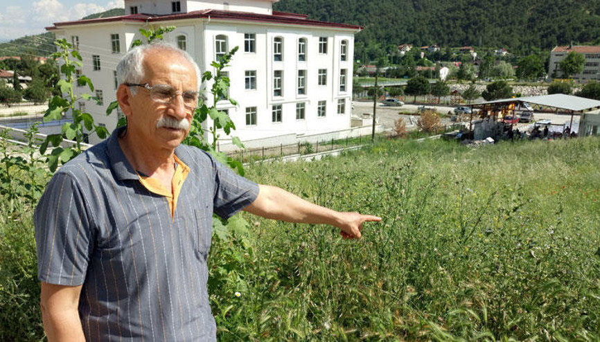 Amasyada tırtıllar ağaçları ve evleri istila etti