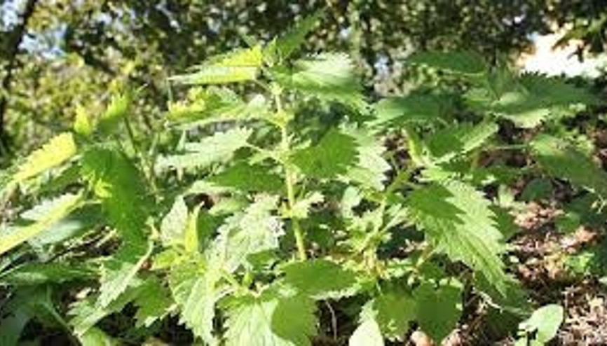 Isırgan otunun kullanım alanları ve faydaları neler