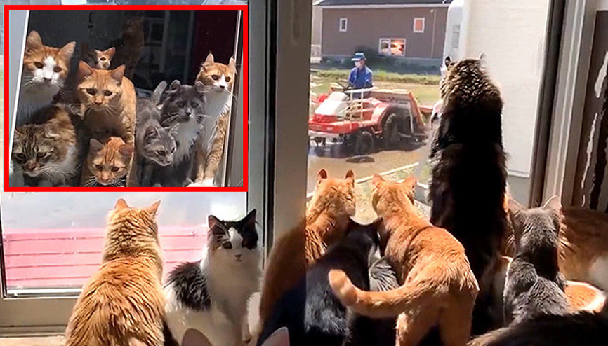 Kedilerin çiftçi merakı kamerada