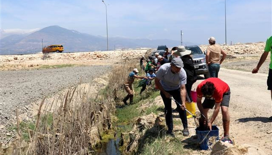 Amik Ovasında kalan balıklar kurtarılıyor