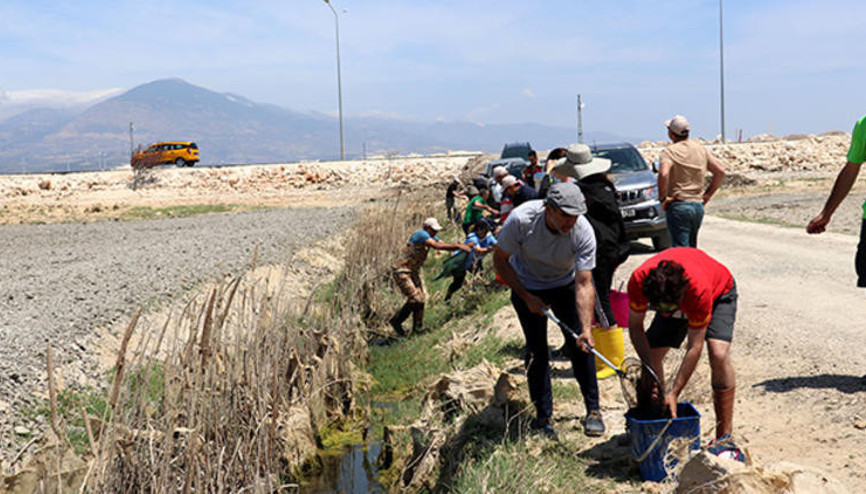 Amik Ovasında kalan balıklar kurtarılıyor