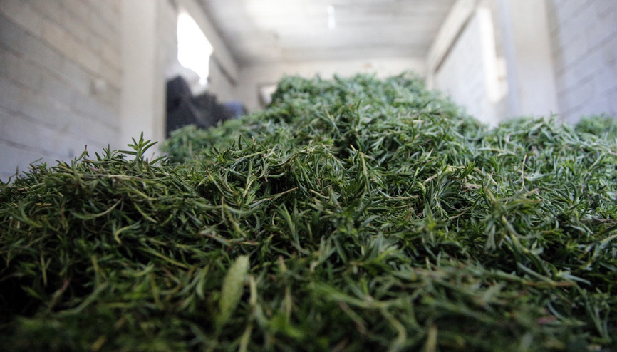 Bir zamanlar dağlardan toplanırdı bugün ise... Yılda 25 bin TL kazanıyorlar