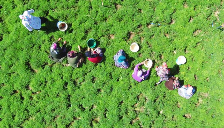 Lezzet ve şifa deposu zahter geçim kaynakları oldu