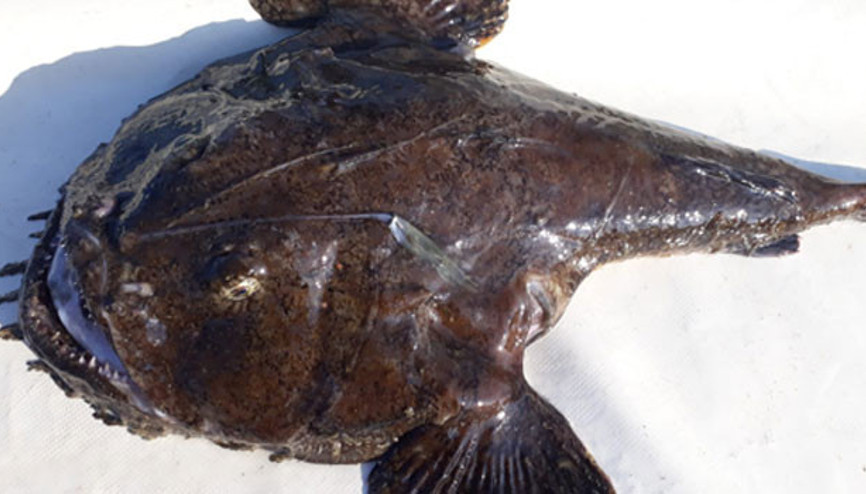 Bu balığı ilk kez gördüler