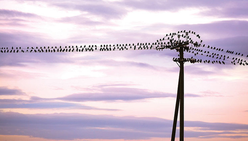 Ölüm telleri Meclis’te... İzole edelim Ölüm telleri Meclis’te... İzole edelim
