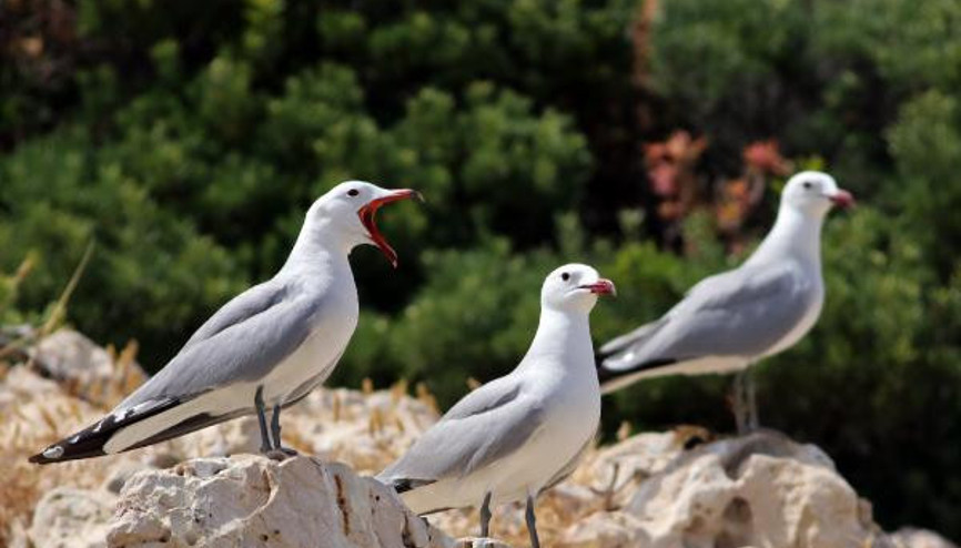 Antalyada görüldü Nadir ve hassas bir tür...