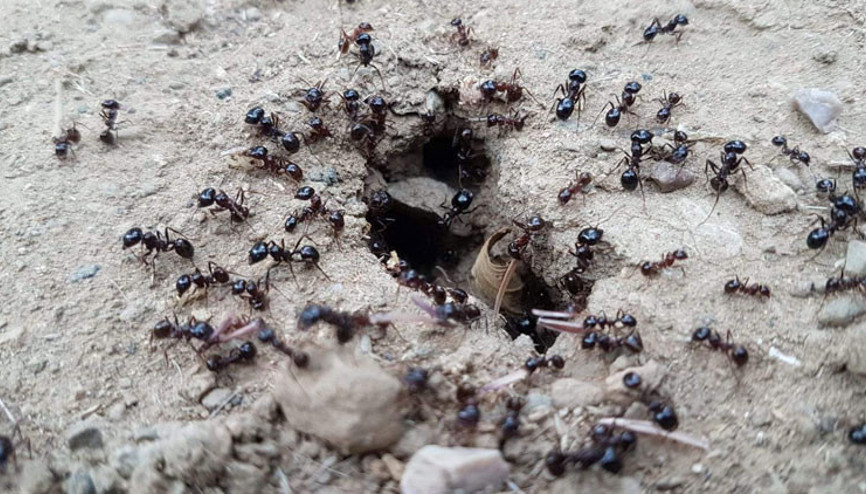 Depremin habercisi mi Uzmanı o soruyu yanıtladı...