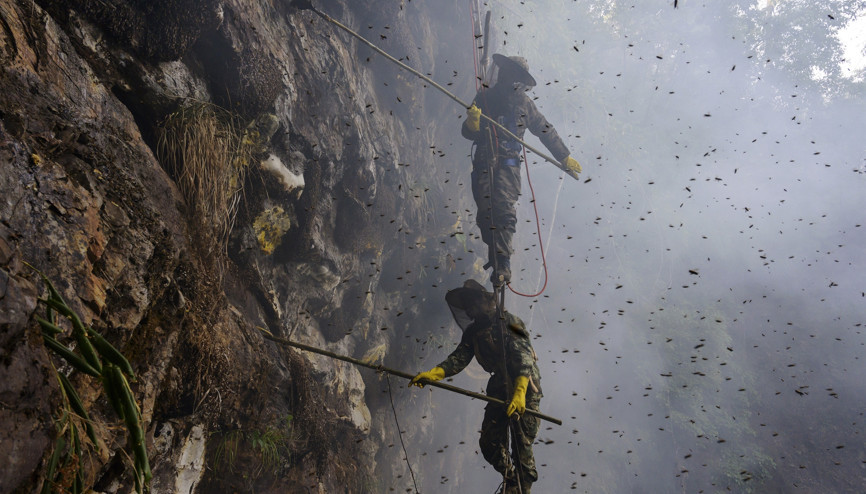 Kilogramı 300 lira Ölüme sarkıyorlar