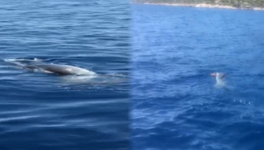 Datçada yıllar sonra yeni bir Akdeniz foku görüntülendi