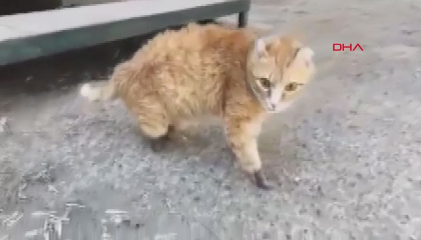 Ayaklarını kaybeden kediye protez pati