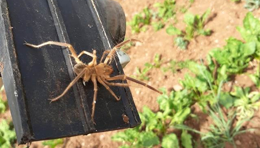 Elazığda etçil örümcek endişesi Hep belgesellerde görürdük ama... Elazığda etçil örümcek endişesi Hep belgesellerde görürdük ama...