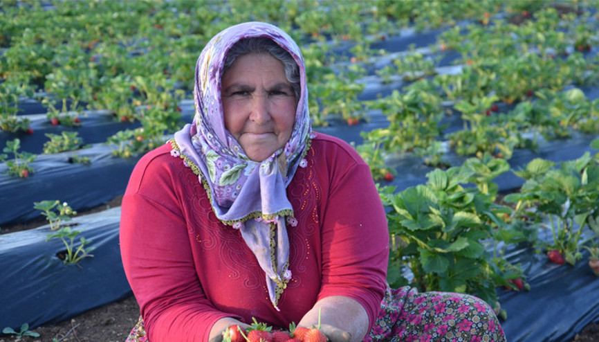 Çilek üretimi çiftçilerin yeni geçim kaynağı oldu