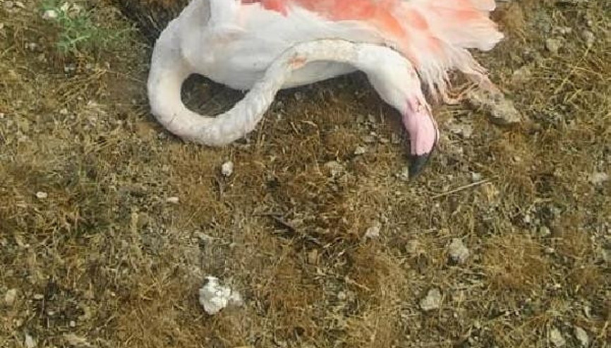 Konyada 20 flamingo telef oldu