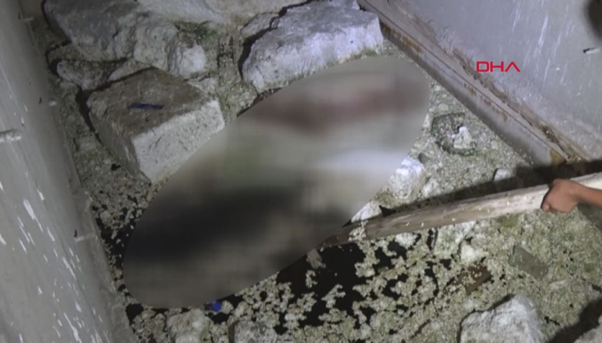 İnşaat halindeki binada 2 köpek ölüsü bulundu