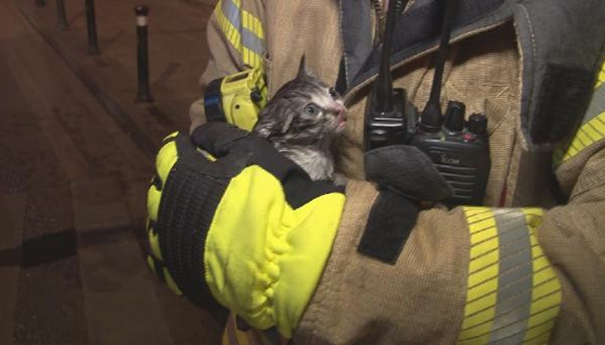 Yangında mahsur kalan yavru kediyi itfaiye erleri kurtardı Yangında mahsur kalan yavru kediyi itfaiye erleri kurtardı