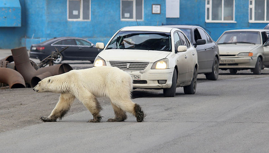 Aç ve bitkin kutup ayısı şehre indi