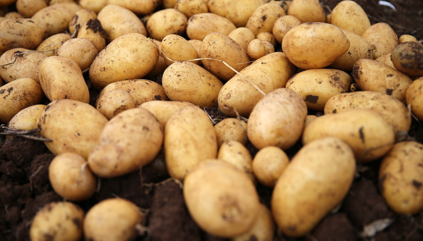 Yerli patates cinsi Nahita görücüye çıktı