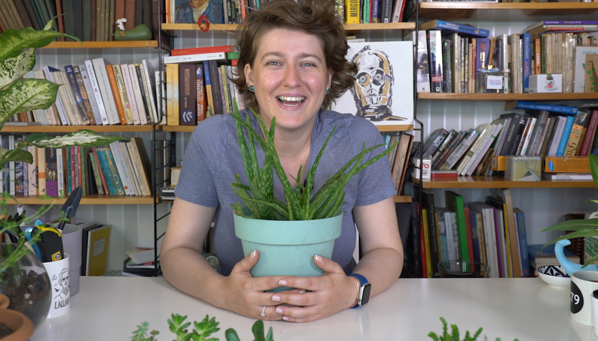 Aloe Vera bitkisi nasıl çoğaltılır