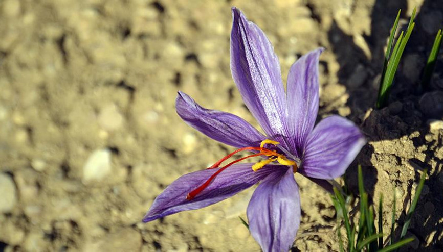 Safranda üretim hedefi 20 kilo