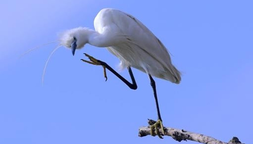 Nallıhan’da foto safari